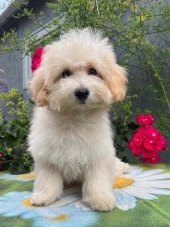 Maltipoo