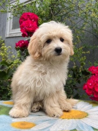 Maltipoo