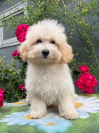 Maltipoo