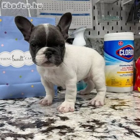 Francia bulldog!!