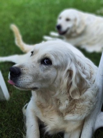 Golden Retriever