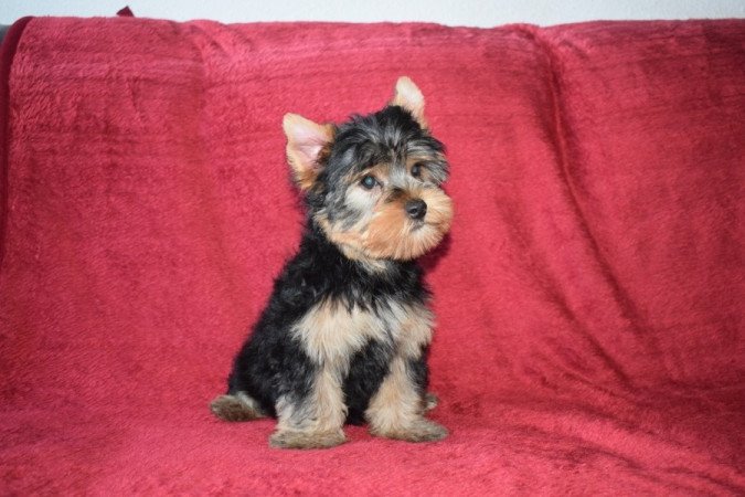 Yorkshire terrier