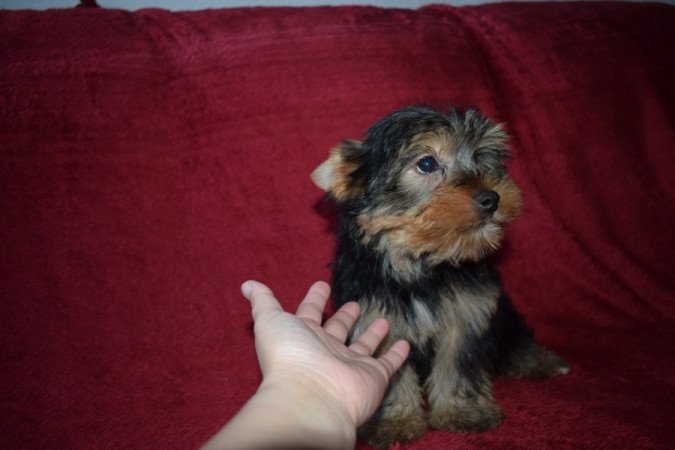 Yorkshire terrier