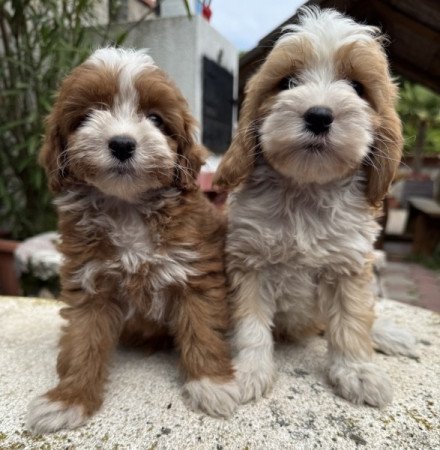 Cockapoo spániel & uszkár