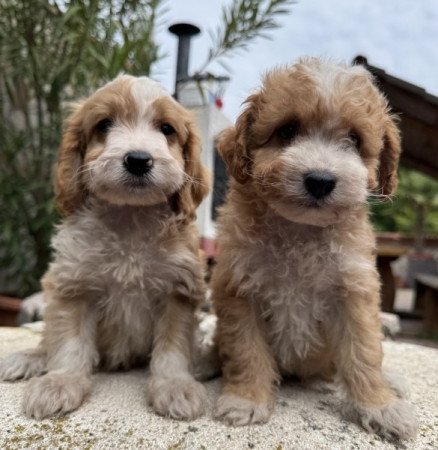 Cockapoo spániel & uszkár