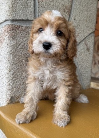 Cockapoo spániel & uszkár