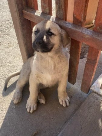 Kangal