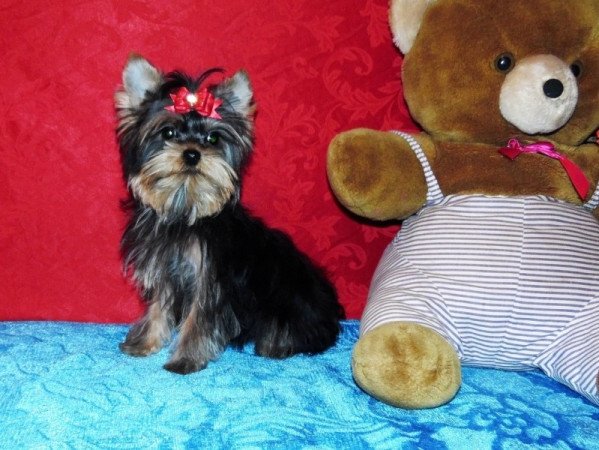 Yorkshire Terrier, Yorki