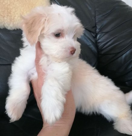 bichon havanese