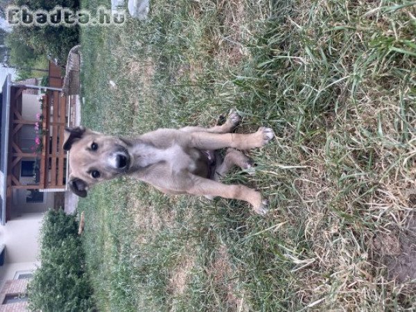 Eladó Angol agár kiskutya