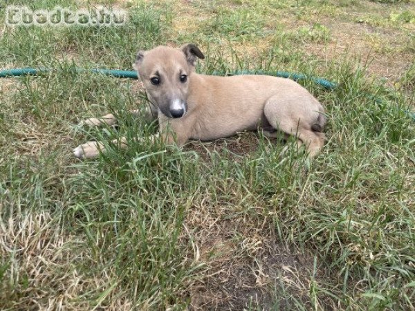 Eladó Angol agár kiskutya