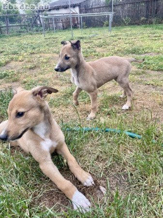 Eladó Angol agár kiskutya