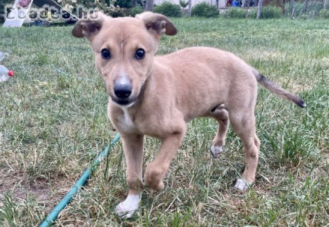 Eladó Angol agár kan kiskutya