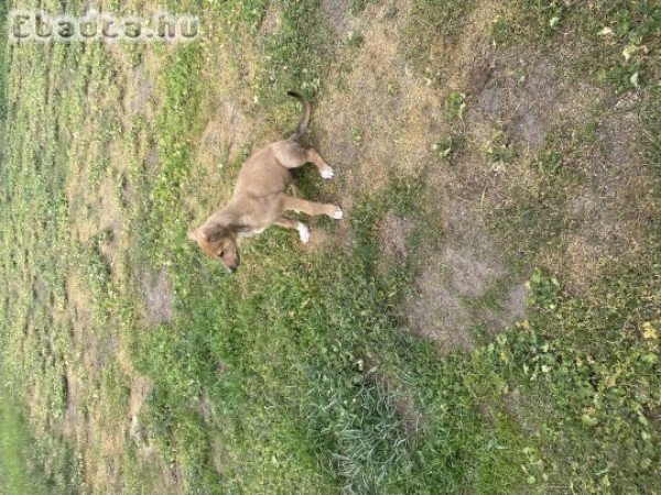 Eladó Angol agár kan kiskutya