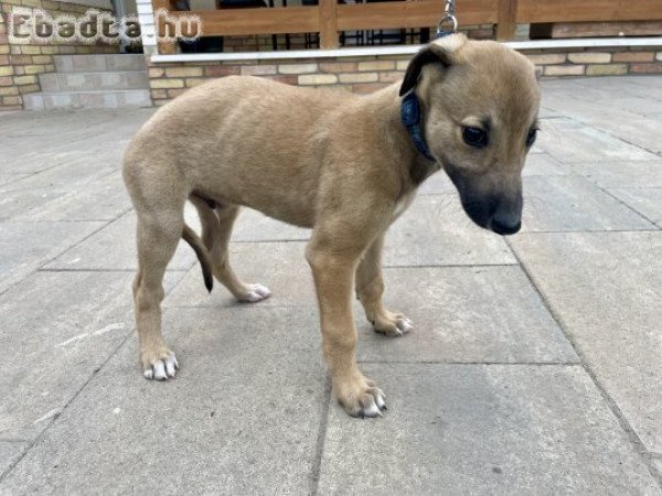 Eladó Angol agár kan kiskutya