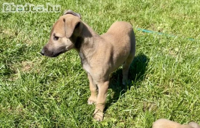 Eladó Angol agár kan kiskutya