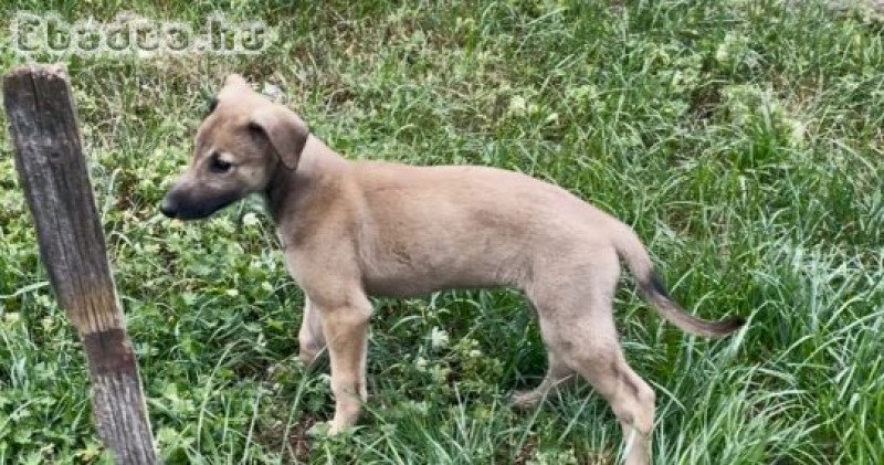 Eladó Angol agár kan kiskutya