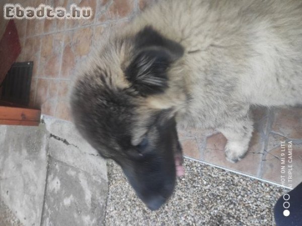 Sarplaninac kölyök kutya