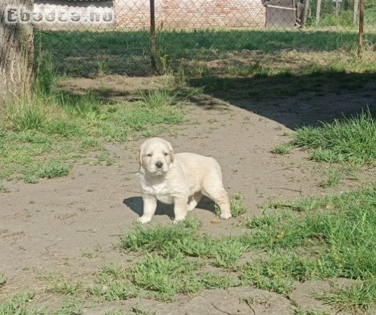 2 fiú Golden retriever kiskutya eladó