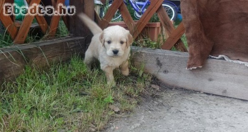 2 fiú Golden retriever kiskutya eladó