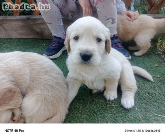 2 fiú Golden retriever kiskutya eladó