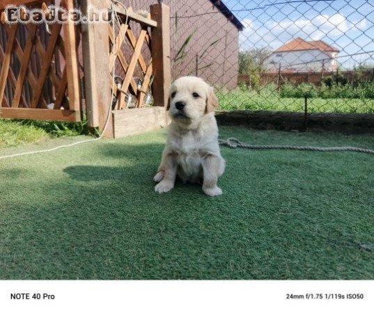 2 fiú Golden retriever kiskutya eladó