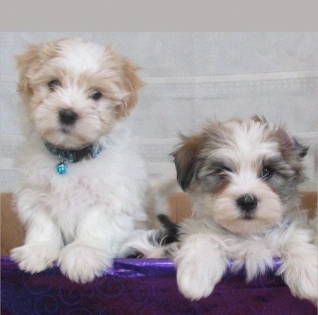 Havanese