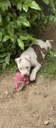 Amerikai staffordshire