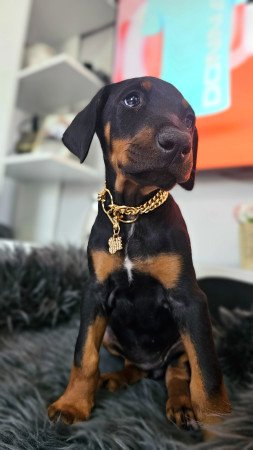 Doberman kislány