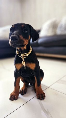 Doberman kislány