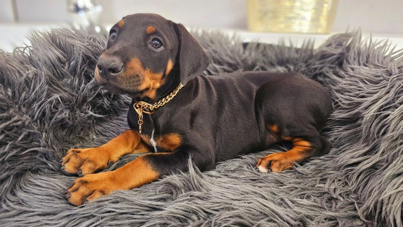 Doberman kislány