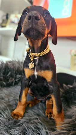 Doberman kislány