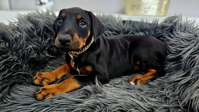 Doberman kislány