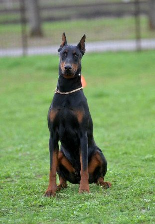 Doberman kislány