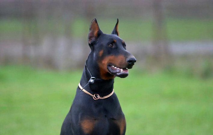 Doberman kislány