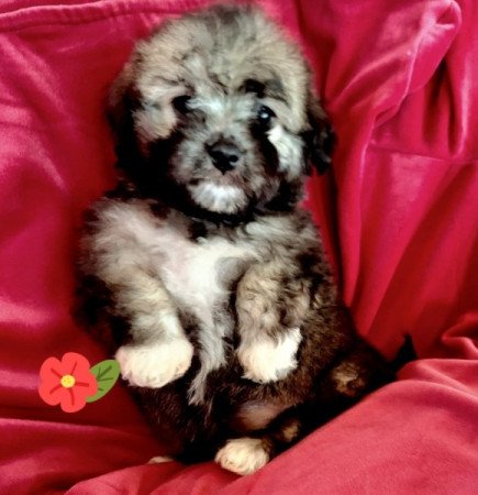 Bichon havanese