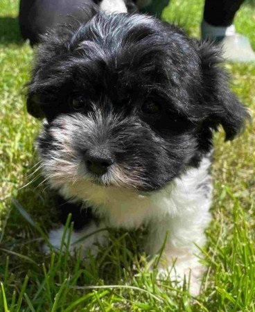 Bichon havanese