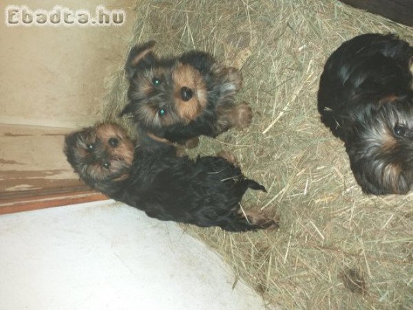 Fajtatiszta Yorki kiskutyák eladók