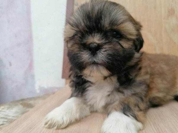 Shih-tzu