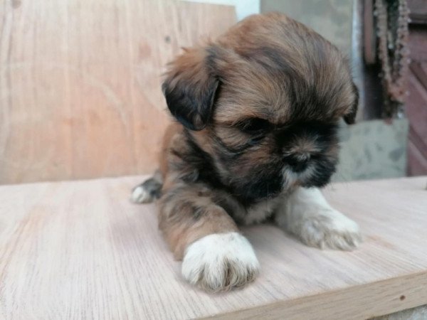 Shih-tzu