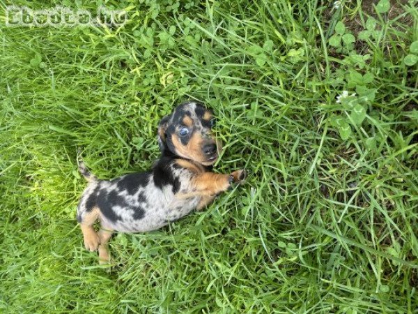 Fekete cser és harlekin tacakók