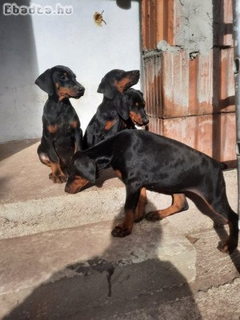 Dobermann kiskutyák vàrjàk szerető gazdàjukat