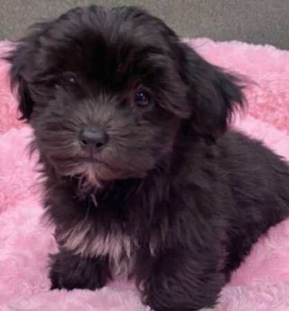 Bishon havanese