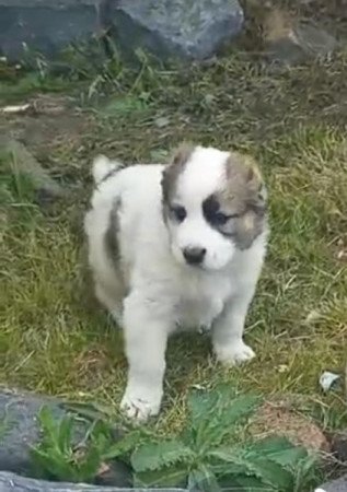 Közép Ázsiai juhász