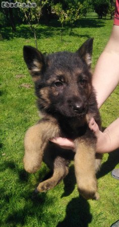 Német Juhász kiskutyák elvihetők! 06306567668