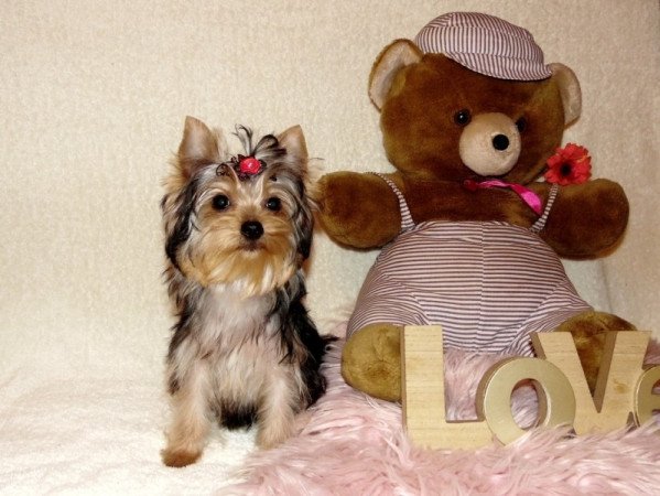 Yorkshire Terrier, Yorki