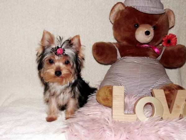 Yorkshire Terrier, Yorki
