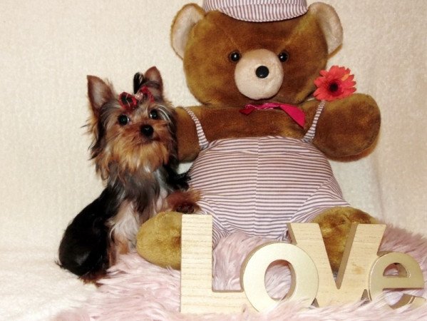Yorkshire Terrier, Yorki
