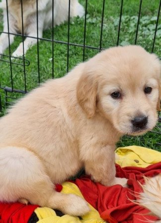 Golden retriever