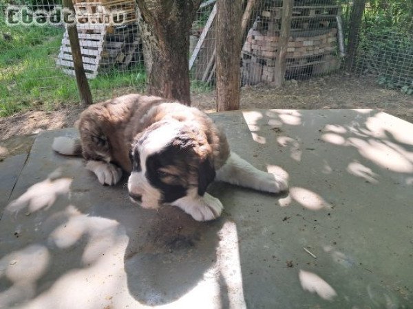 Moszkvai őr kislány kutya eladó